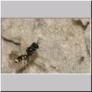 Crossocerus quadrimaculatus - Grabwespe w07a 8mm.jpg